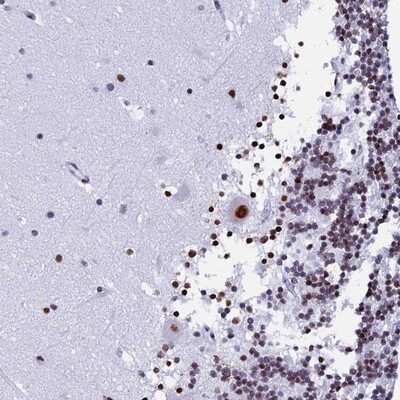 Immunohistochemistry-Paraffin: TINP1 Antibody [NBP2-13675] - Staining of human cerebellum shows strong nuclear positivity in Purkinje cells.