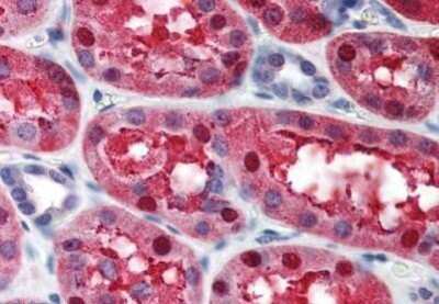 Immunohistochemistry-Paraffin: TIP120A Antibody [NBP1-03165] - Staining of human kidney. Immunohistochemistry of formalin-fixed, paraffin-embedded tissue after heat-induced antigen retrieval. Antibody dilution 1:500.