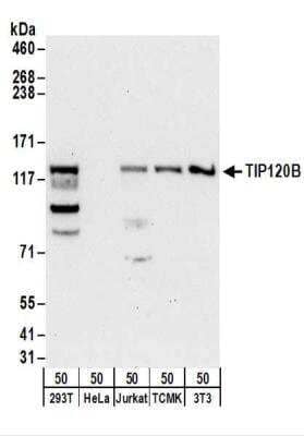 Western Blot TIP120B Antibody - BSA Free
