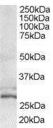 Western Blot: TIP30 Antibody [NB100-1415] - (0.6ug/ml) staining of HeLa lysate (35ug protein in RIPA buffer). Primary incubation was 1 hour. Detected by chemiluminescence.