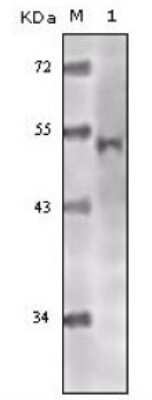 Western Blot: TIP60 Antibody (3F9G7) [NB110-87055] - Analysis using Tip60 mouse mAb against truncated Tip60 recombinant protein.