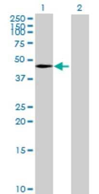 Western Blot: TIPIN Antibody [H00054962-B01P] - Analysis of TIPIN expression in transfected 293T cell line by TIPIN polyclonal antibody.  Lane 1: TIPIN transfected lysate(33.11 KDa). Lane 2: Non-transfected lysate.