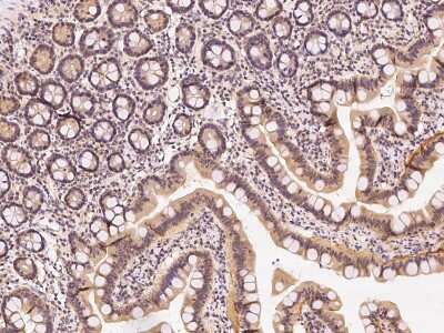 Immunohistochemistry-Paraffin: TIPRL Antibody [NBP2-98503] - Immunochemical staining of human TIPRL in human duodenum with rabbit polyclonal antibody at 1:500 dilution, formalin-fixed paraffin embedded sections.