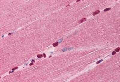 Immunohistochemistry-Paraffin: TIRAP (TLR2 and TLR4) Antibody [NBP1-39789] - Analysis of anti-TIRAP antibody with human skeletal muscle at concentration 10 ug/ml.