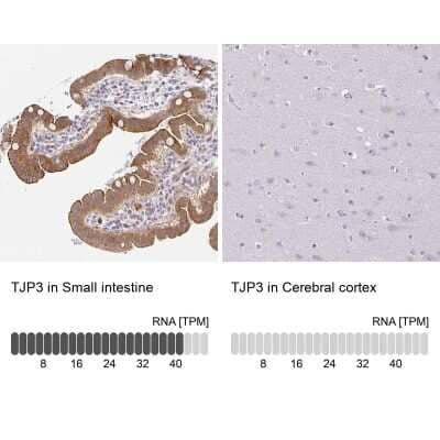 Immunohistochemistry-Paraffin: TJP3 Antibody [NBP2-38696] - Analysis in human small intestine and cerebral cortex tissues using NBP2-38696 antibody. Corresponding TJP3 RNA-seq data are presented for the same tissues.