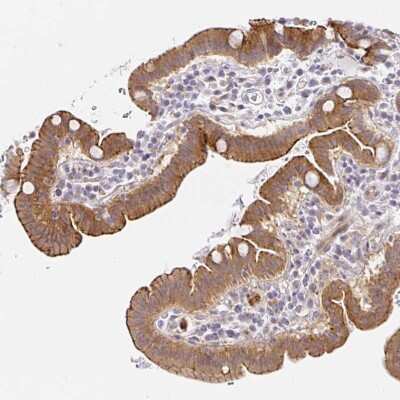 Immunohistochemistry-Paraffin: TJP3 Antibody [NBP2-38696] - Staining of human Small intestine shows strong membranous and cytoplasmic positivity in glandular cells.