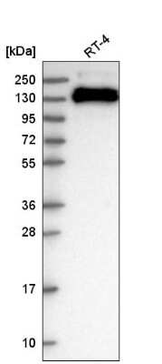 Western Blot TJP3 Antibody