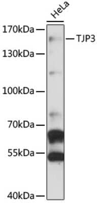 Western Blot: TJP3 Antibody [NBP2-94303] - Analysis of extracts of HeLa cells, using TJP3 at 1:3000 dilution.Secondary antibody: HRP Goat Anti-Rabbit IgG (H+L) at 1:10000 dilution.Lysates/proteins: 25ug per lane.Blocking buffer: 3% nonfat dry milk in TBST.Detection: ECL Basic Kit .Exposure time: 3