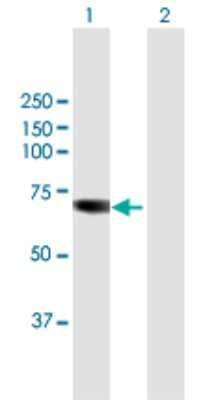 Western Blot: TKTL1 Antibody [H00008277-B01P] - Analysis of TKTL1 expression in transfected 293T cell line by TKTL1 polyclonal antibody.  Lane 1: TKTL1 transfected lysate(59.4 KDa). Lane 2: Non-transfected lysate.