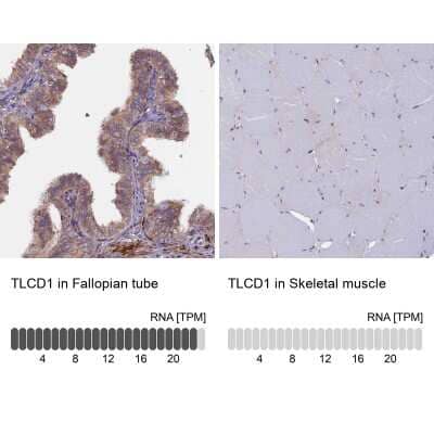 Immunohistochemistry-Paraffin: TLCD1 Antibody [NBP1-85834] - Analysis in human fallopian tube and skeletal muscle tissues. Corresponding TLCD1 RNA-seq data are presented for the same tissues.