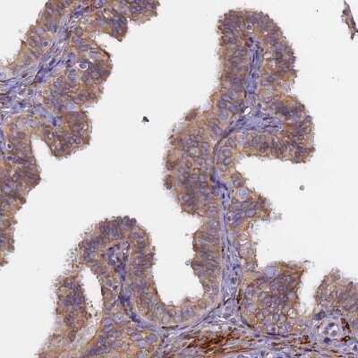 Immunohistochemistry-Paraffin: TLCD1 Antibody [NBP1-85834] - Staining of human fallopian tube shows moderate cytoplasmic positivity in glandular cells.
