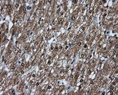 Immunohistochemistry: TLDC1 Antibody (OTI5D9) - Azide and BSA Free [NBP2-72091] - Staining of paraffin-embedded liver tissue using anti-KIAA1609 mouse monoclonal antibody.