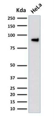 Western Blot: TLE1 Antibody (TLE1/2051) - Azide and BSA Free [NBP2-79913] - Western Blot Analysis of human HeLa cell lysate using TLE1 Mouse Monoclonal Antibody (TLE1/2051).