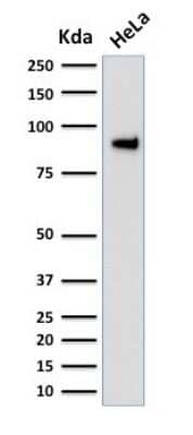 Western Blot: TLE1 Antibody (TLE1/2051) [NBP2-79779] - Western Blot Analysis of human HeLa cell lysate using TLE1 Antibody (TLE1/2051).