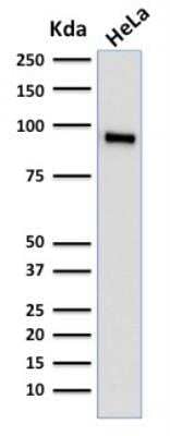 Western Blot: TLE1 Antibody (TLE1/2062) - Azide and BSA Free [NBP2-79914] - Western Blot Analysis of human HeLa cell lysate using TLE1 Mouse Monoclonal Antibody (TLE1/2062).