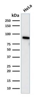 Western Blot: TLE1 Antibody (TLE1/2085) [NBP3-08727] - Western Blot Analysis of human HeLa cell lysate using TLE1 Mouse Monoclonal Antibody (TLE1/2085).