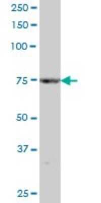 Western Blot: TLE1 Antibody [H00007088-B01P] - Analysis of TLE1 expression in human liver.