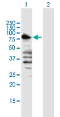 Western Blot: TLE1 Antibody [H00007088-B01P] - Analysis of TLE1 expression in transfected 293T cell line by TLE1 polyclonal antibody.  Lane 1: TLE1 transfected lysate(84.7 KDa). Lane 2: Non-transfected lysate.