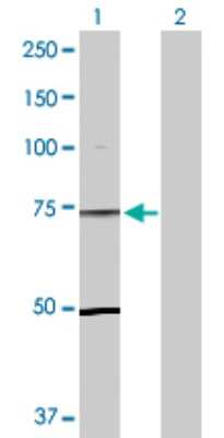 Western Blot: TLE1 Antibody [H00007088-D01P] - Analysis of TLE1 expression in transfected 293T cell line by TLE1 polyclonal antibody.Lane 1: TLE1 transfected lysate(83.20 KDa).Lane 2: Non-transfected lysate.