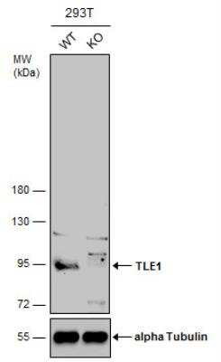 Knockout Validated: TLE1 Antibody [NBP2-20651] - Wild-type (WT) and TLE1 knockout (KO) 293T cell extracts (30 ug) were separated by 7.5% SDS-PAGE, and the membrane was blotted with TLE1 antibody [N2C1], Interna. HRP-conjugated anti-rabbit IgG antibody was used to detect the primary antibody, and the signal was developed with Trident ECL plus-Enhanced.