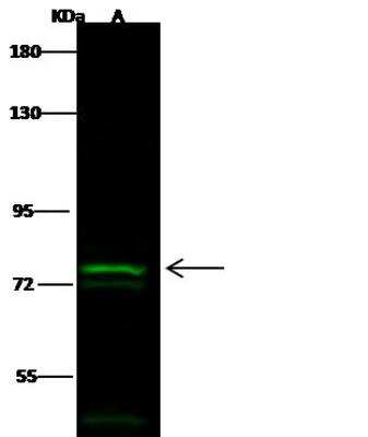 Western Blot: TLE1 Antibody [NBP2-98893] - Lane A: HepG2 Whole Cell LysateLysates/proteins at 30 ug per lane.SecondaryGoat Anti- Rabbit  IgG H&L (Dylight 800)  at 1/10000 dilution.Developed using the Odyssey technique.Performed under reducing conditions.Predicted band size:83 kDaObserved band size:78 kDa(We are unsure as to the identity of these extra bands.)