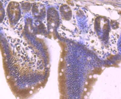 Immunohistochemistry-Paraffin: TLE6 Antibody [NBP2-75684] - Analysis of paraffin-embedded mouse small intestine tissue using anti-Tle6 antibody. Counter stained with hematoxylin.