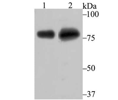 Western Blot: TLE6 Antibody [NBP2-75684] - Analysis of Tle6 on different lysates using anti-Tle6 antibody at 1/500 dilution.Positive control:Lane1: Mouse ovary tissue       Lane2: HepG2