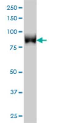 Western Blot: TLK1 Antibody (4B3) [H00009874-M01] - TLK1 monoclonal antibody (M01), clone 4B3 Analysis of TLK1 expression in Hela S3 NE.