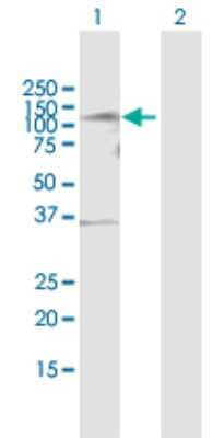 Western Blot: TLK1 Antibody [H00009874-B01P] - Analysis of TLK1 expression in transfected 293T cell line by TLK1 polyclonal antibody.  Lane 1: TLK1 transfected lysate(84.26 KDa). Lane 2: Non-transfected lysate.