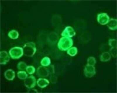 Immunocytochemistry/Immunofluorescence: TLR10 Antibody (25F9) [Alexa Fluor (R) 488] [DDX0490A488] - Immunofluorescent staining of hTLR10- transfected COP5 cells with 25F9.
