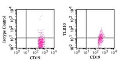 Flow Cytometry: TLR10 Antibody (3C10C5) [PE] [NBP2-27244] - Cell surface analysis using PE-conjugated TLR10 antibody. Human PBMC were probed using 10 ul (1 ug) of TLR10 antibody and 1 ug of CD19 antibody this antibody . This antibody was used for this test.