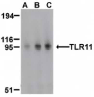 Western Blot: TLR11 Antibody [NBP1-77202] - Analysis of TLR11 in RAW264.7 cell lysates with TLR11 antibody at (A) 0.5, (B) 1, and (C) 2 ug/ml.