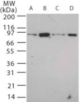 Western Blot: TLR12 Antibody [NBP2-24833] - Analysis of TLR12 in 20 ug/lane of mouse (A) brain, (B) heart, (C) small intestine, (D) kidney tissue lysate using this antibody at 5 ug/ml.