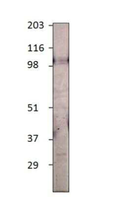 Western Blot: TLR12 Antibody [NBP3-12501] - 1:500 antibody dilution in DiluObuffer. Apparent MW is 109 KDa.