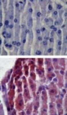 Immunohistochemistry: TLR2 Antibody - Azide Free [NBP2-24861] - Analysis of mouse pancreas tissue using an isotype control (top) and this antibody (bottom) at 5 ug/ml. Image using the standard format of this product.