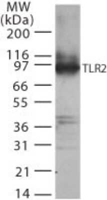 Western Blot: TLR2 Antibody - Azide Free [NBP2-24861] - Analysis of TLR2 in transfected cell lysate using this antibody.