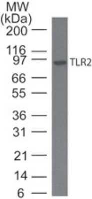 Western Blot: TLR2 Antibody (11G5) [Azide Free] [NBP2-27166] - Analysis of TLR2 antibody. Mouse RAW cell lysate was probed using TLR2 antibody at 5 ug/ml. Goat anti-rat Ig HRP secondary antibody and PicoTect ECL substrate solution were used for this test.