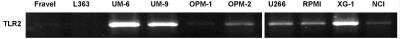 Western Blot: TLR2 Antibody (TL2.1) [Biotin] [NB100-56056] - Detection of TLR2 mRNA in multiple cell lines. No detection was observed in L363 or Fravel cell lines. [PMID: 23593278] Redegeld et al. 2013 PLoS One