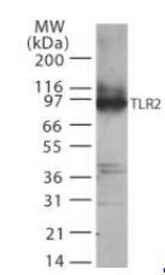 Western Blot: TLR2 Cell Lysate [NBP2-25060] - 20 ul of human TLR2 transfected cell lysate tested with 2 ug/ml TLR2 Antibody