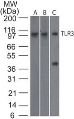 Western Blot: TLR3 Antibody (27N3D4) - Azide Free [NBP2-27405] - Analysis of TLR3 using TLR3 monoclonal antibody. Human intestine (A), human spleen (B), and mouse RAW lysate (C) probed with TLR3 antibody at 2 ug/ml.  Goat anti-rat Ig HRP secondary antibody and PicoTect ECL substrate solution were used for this test.