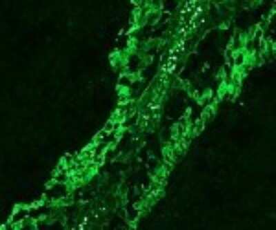 Immunohistochemistry: TLR3 Antibody (619F7.06) [Alexa Fluor® 488] [DDX0470A488-100] - TLR3 Antibody (619F7.06) [Alexa Fluor (R) 488] [DDX0470A488-100] - Staining of human tonsil section.