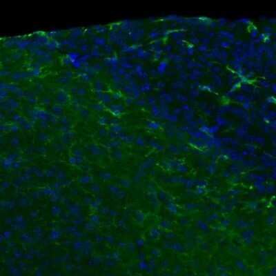 Immunohistochemistry: TLR4 Antibody (76B357.1) - Azide Free [NBP2-27149] - This image shows TLR4 (green) and nucleus (blue) of area postrema of the adult male mouse brain, 20X magnification. Primary antibody diluted 1:500. IHC image submitted by a verified customer review.