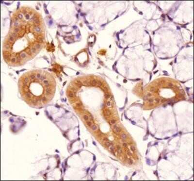 Immunohistochemistry: TLR4 Antibody (76B357.1) - Azide Free [NBP2-27149] - Analysis of Rat's salivary gland tissue section at 1:100 dilution. The antibody generated a membrane-cytoplasmic staining in the tissue with stronger signal in ductal epithelial cells. Image using the standard format of this product.