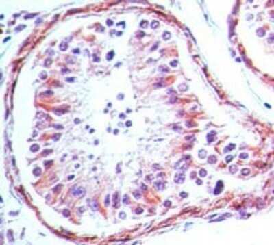 Immunohistochemistry-Paraffin: TLR4 Antibody (76B357.1) - Azide Free [NBP2-27149] - FFPE human testis tissue section stained with TLR4 antibody at 5 ug/mL.