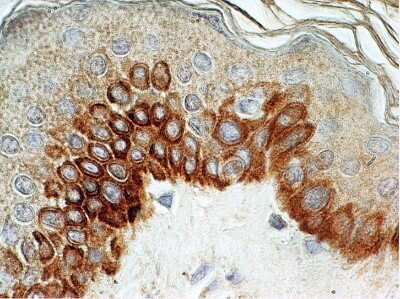 Immunohistochemistry-Paraffin: TLR4 Antibody (76B357.1) - Azide Free [NBP2-27149] - Human skin stained with TLR4 antibody at 5 ug/mL, peroxidase-conjugate and DAB chromogen.