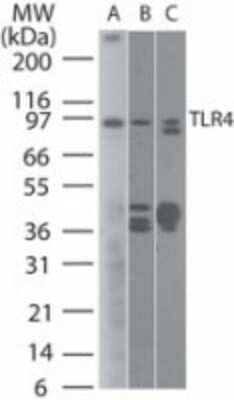 Western Blot: TLR4 Antibody (76B357.1) - Azide Free [NBP2-27149] - Analysis of TLR4 using TLR4 antibody at 2 ug/mL on (A) human intestine and 6 ug/mL on (B) mouse intestine and C) rat intestine lysate.