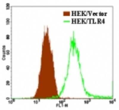 Flow Cytometry: TLR4 Antibody (HTA1245) [NBP1-51697] - Analysis using FITC conjugate of NBP1-51697. Cell surface flow Analysis of TLR4 in stable HEK293/hTLR4 cells using this antibody at 1ug/10^6 cells. Both stable HEK293/hTLR4 and HEK293/Vector cells were equally stained with this antibody.