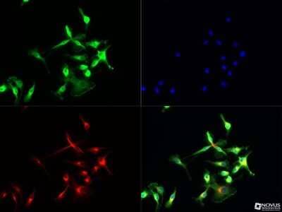 Immunocytochemistry/Immunofluorescence: TLR7 Antibody - Azide Free [NBP2-24905] - TLR7 antibody was tested in Raw 246.7 cells with Dylight 488 (green). Nuclei and alpha-tubulin were counterstained with DAPI (blue) and Dylight 550 (red). Image objective 40x. An antibody dilution of 1:10 was used.