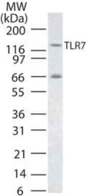 Western Blot: TLR7 Antibody - Azide Free [NBP2-24905] - analysis of TLR7 in RAW cell lysate using this antibody.