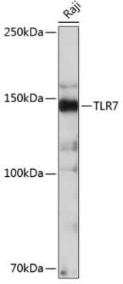 Western Blot: TLR7 Antibody (3G6S4) [NBP3-15680] - Western blot analysis of extracts of Raji cells, using TLR7 antibody (NBP3-15680) at 1:500 dilution. Secondary antibody: HRP Goat Anti-Rabbit IgG (H+L) at 1:10000 dilution. Lysates/proteins: 25ug per lane. Blocking buffer: 3% nonfat dry milk in TBST. Detection: ECL Basic Kit. Exposure time: 3min.